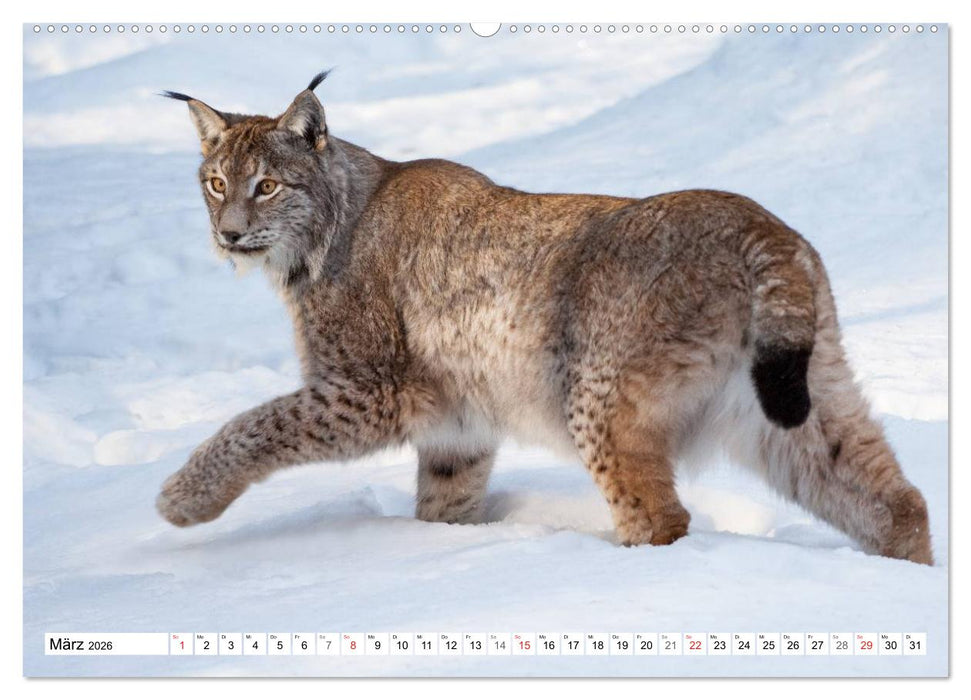 Emotionale Momente: Raubtiere in Deutschland (CALVENDO Wandkalender 2026)