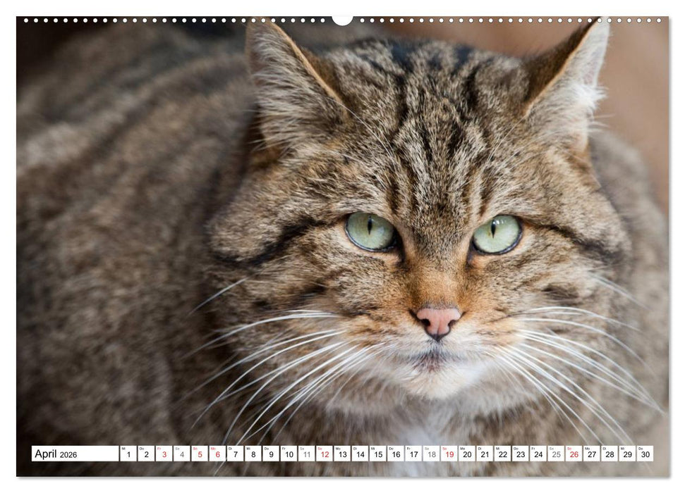 Emotionale Momente: Raubtiere in Deutschland (CALVENDO Wandkalender 2026)