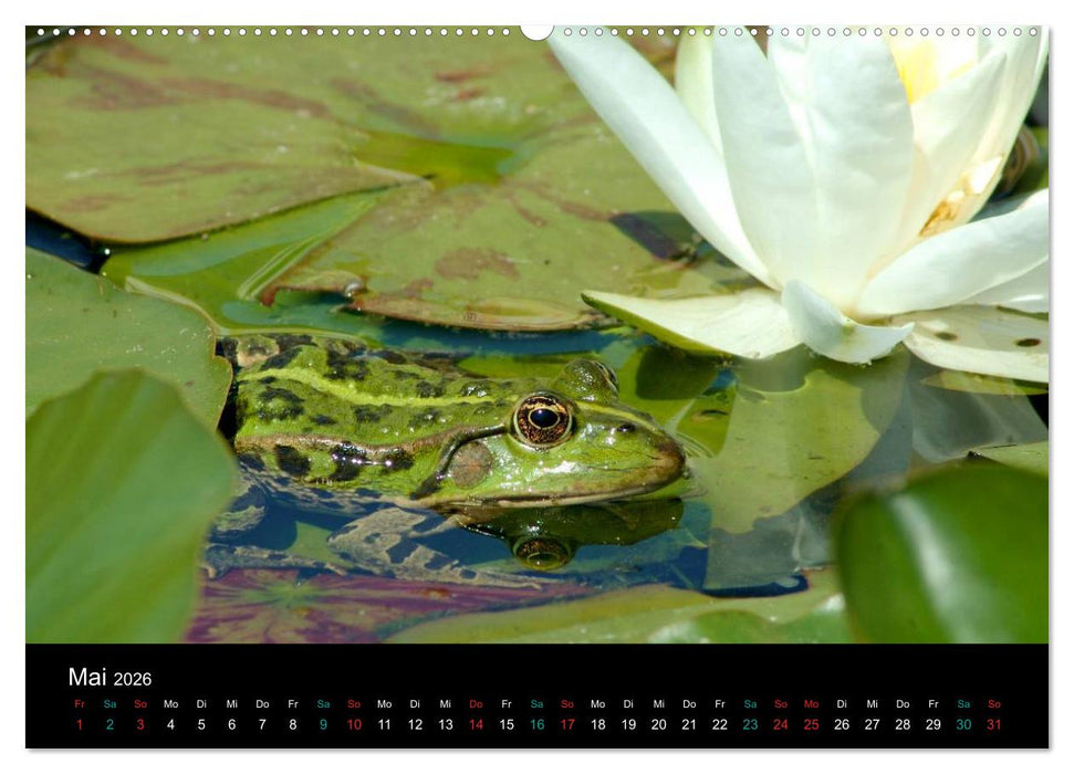 FROSCHBUCH (CALVENDO Wandkalender 2026)