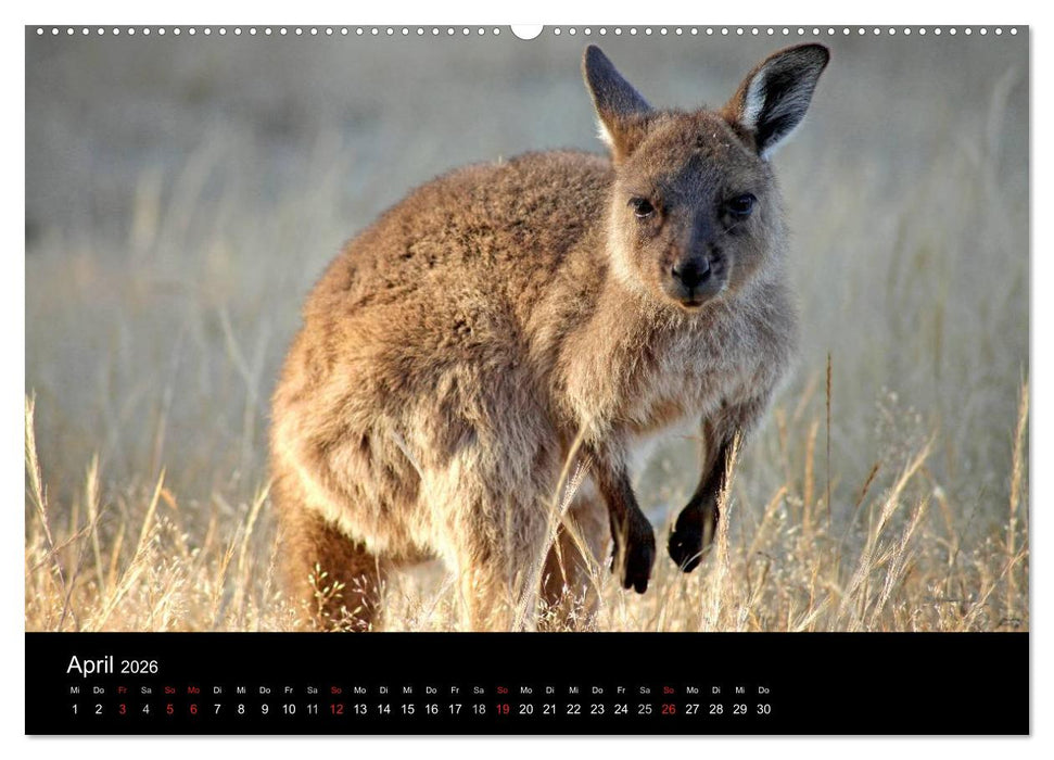 Australien (CALVENDO Wandkalender 2026)