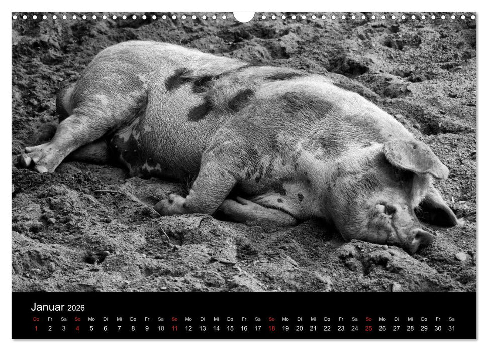 Das Leben der Schweine (CALVENDO Wandkalender 2026)