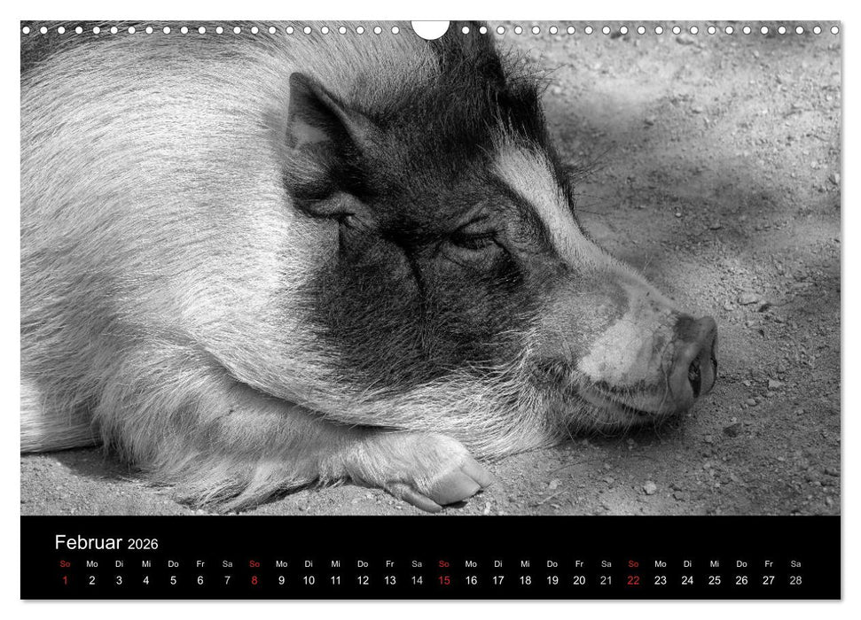 Das Leben der Schweine (CALVENDO Wandkalender 2026)