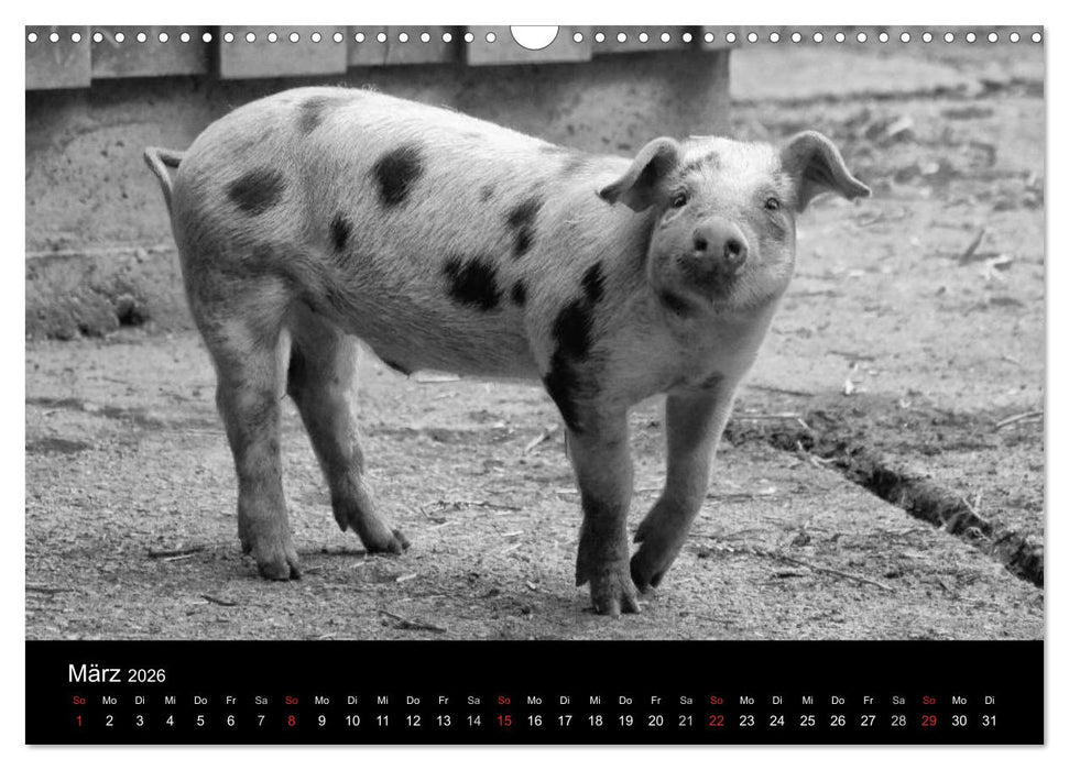Das Leben der Schweine (CALVENDO Wandkalender 2026)