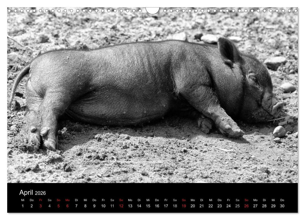 Das Leben der Schweine (CALVENDO Wandkalender 2026)