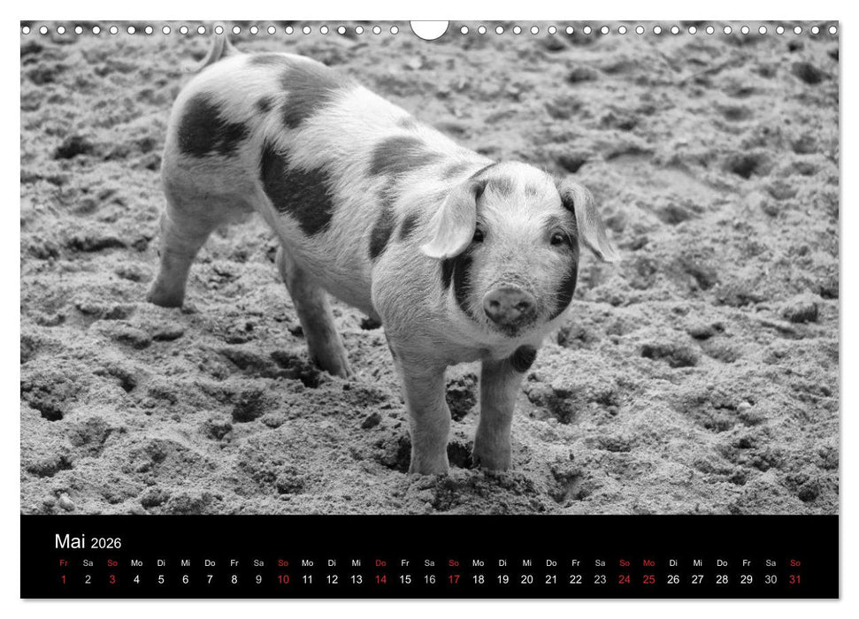 Das Leben der Schweine (CALVENDO Wandkalender 2026)