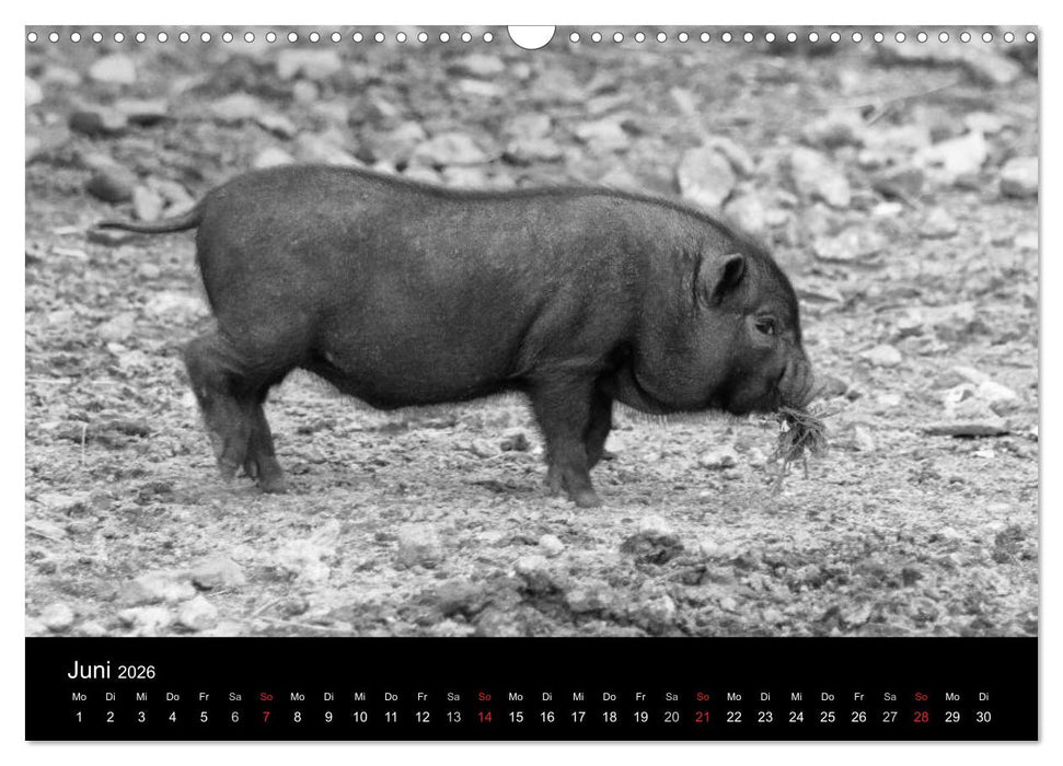 Das Leben der Schweine (CALVENDO Wandkalender 2026)