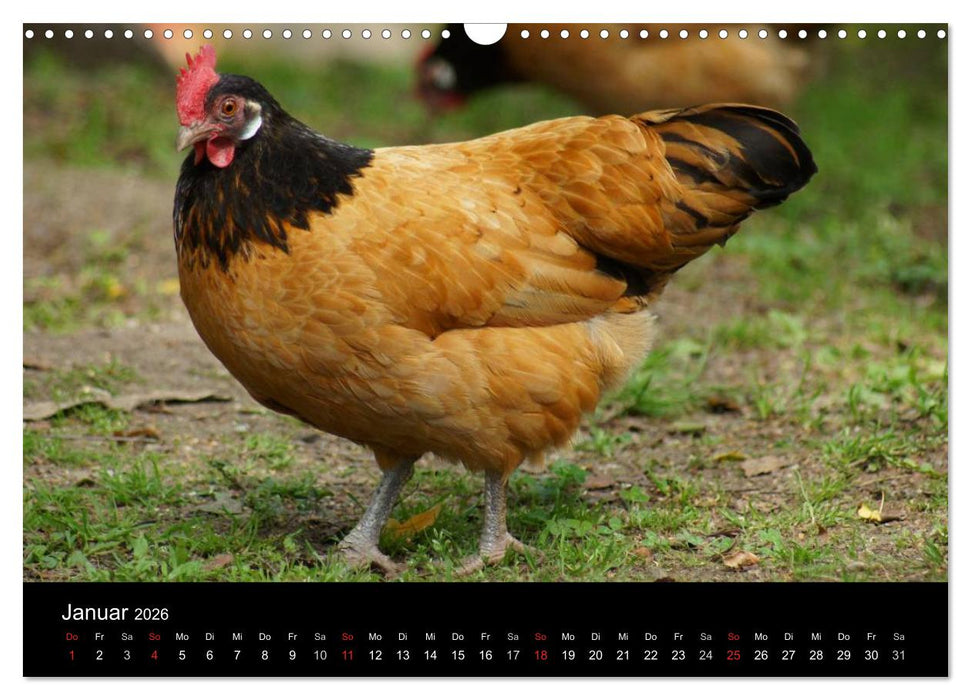 Die Welt der Hühner (CALVENDO Wandkalender 2026)