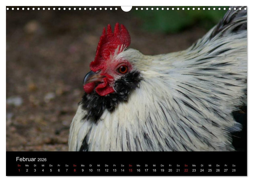 Die Welt der Hühner (CALVENDO Wandkalender 2026)