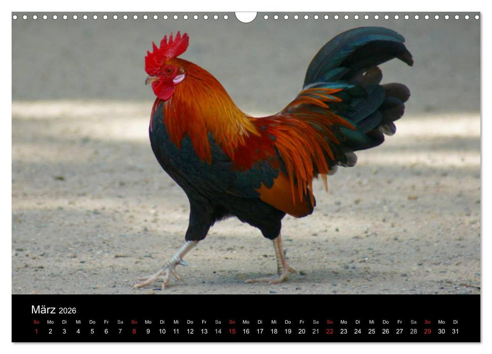 Die Welt der Hühner (CALVENDO Wandkalender 2026)