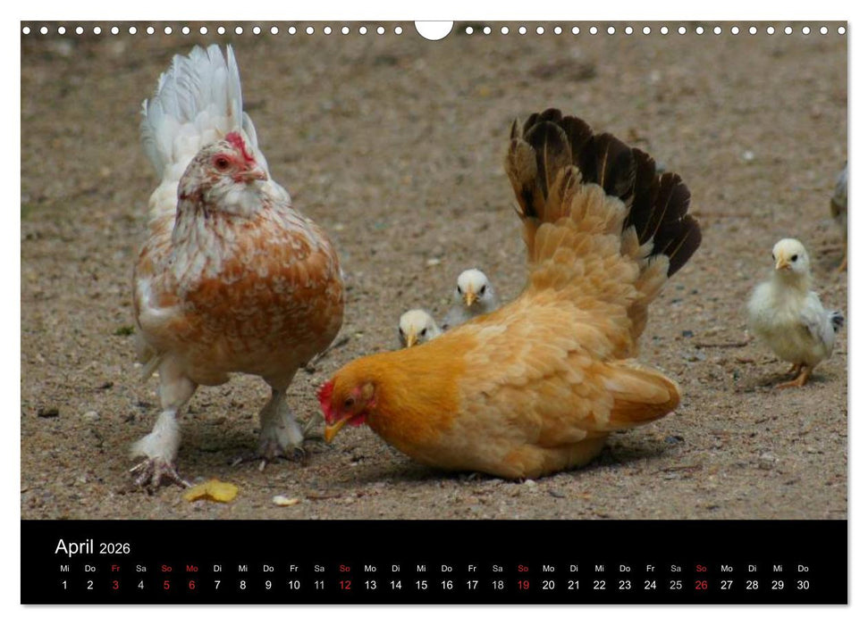 Die Welt der Hühner (CALVENDO Wandkalender 2026)