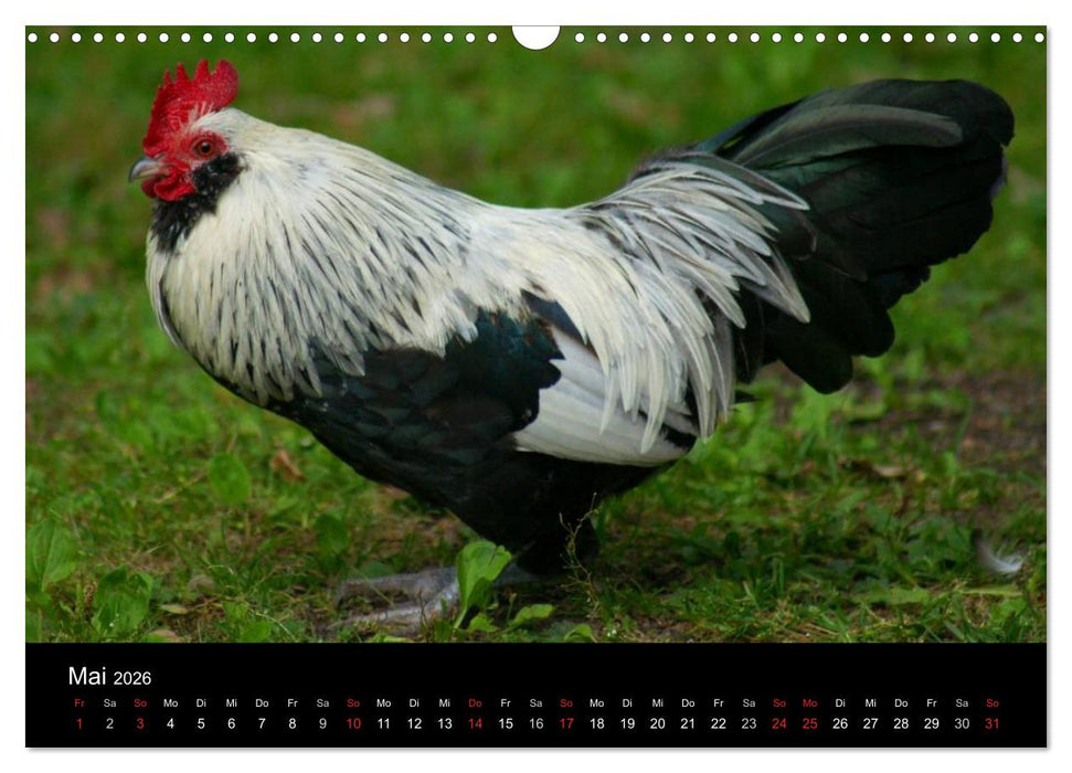 Die Welt der Hühner (CALVENDO Wandkalender 2026)