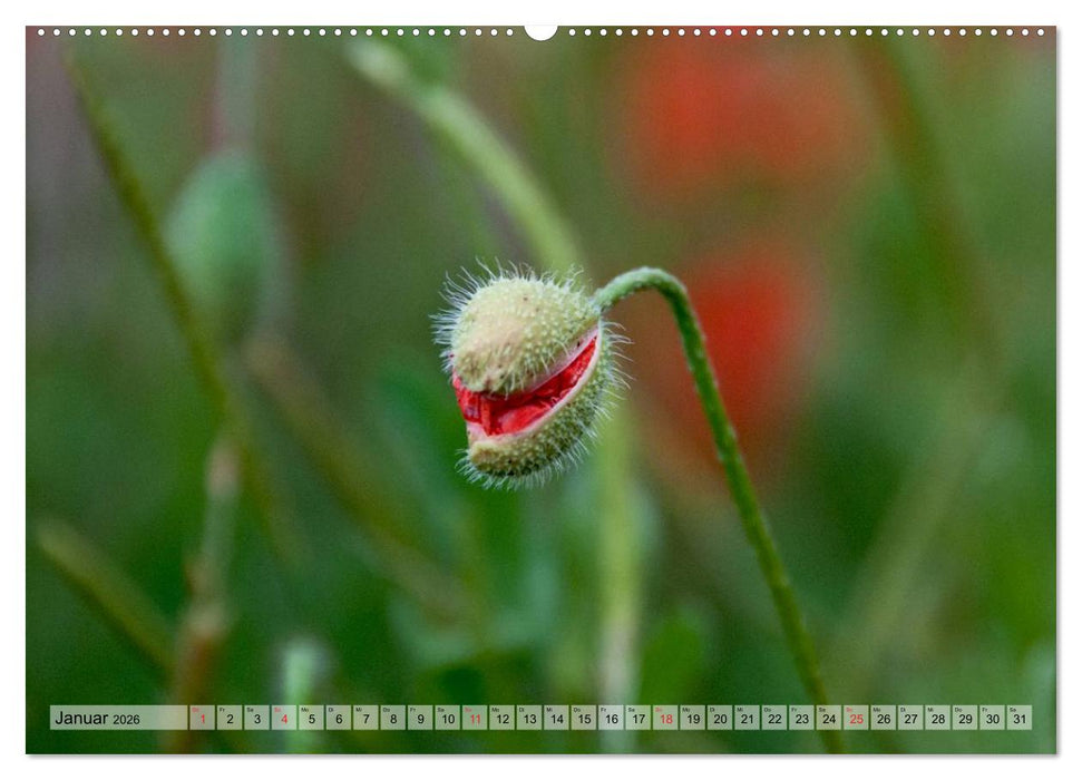 Voll Mohn (CALVENDO Premium Wandkalender 2026)