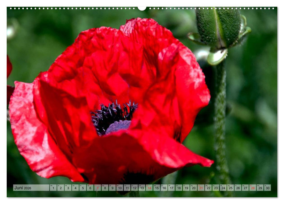 Voll Mohn (CALVENDO Premium Wandkalender 2026)