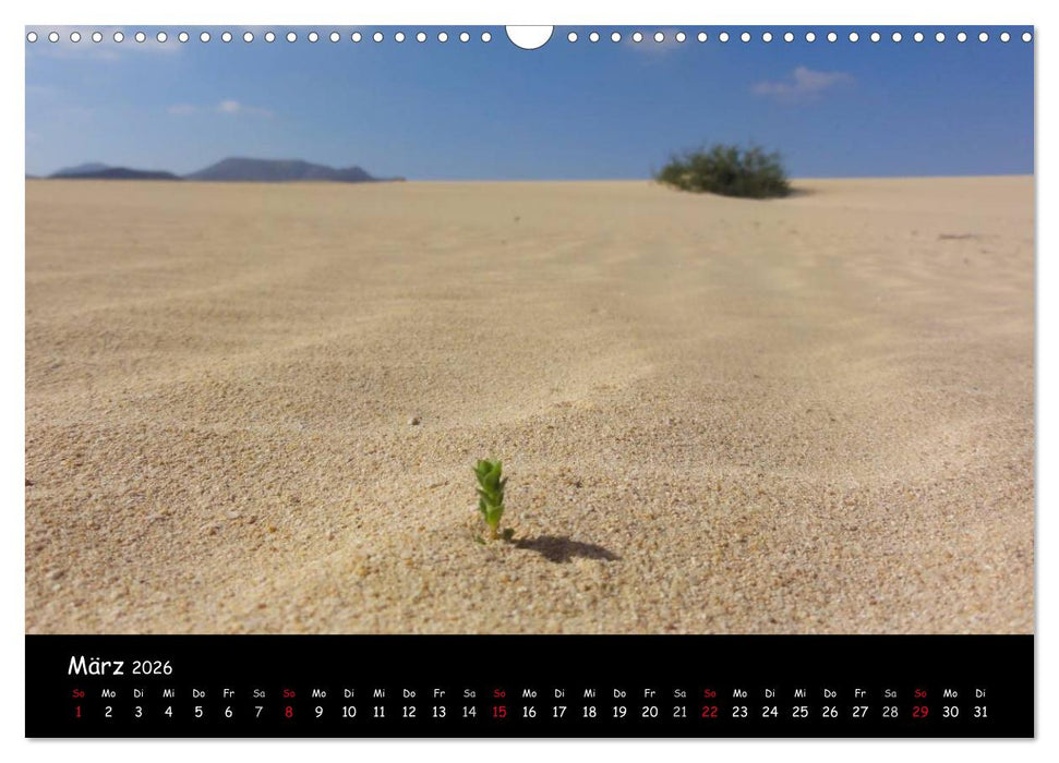 Fuerteventura - karge Schönheit (CALVENDO Wandkalender 2026)
