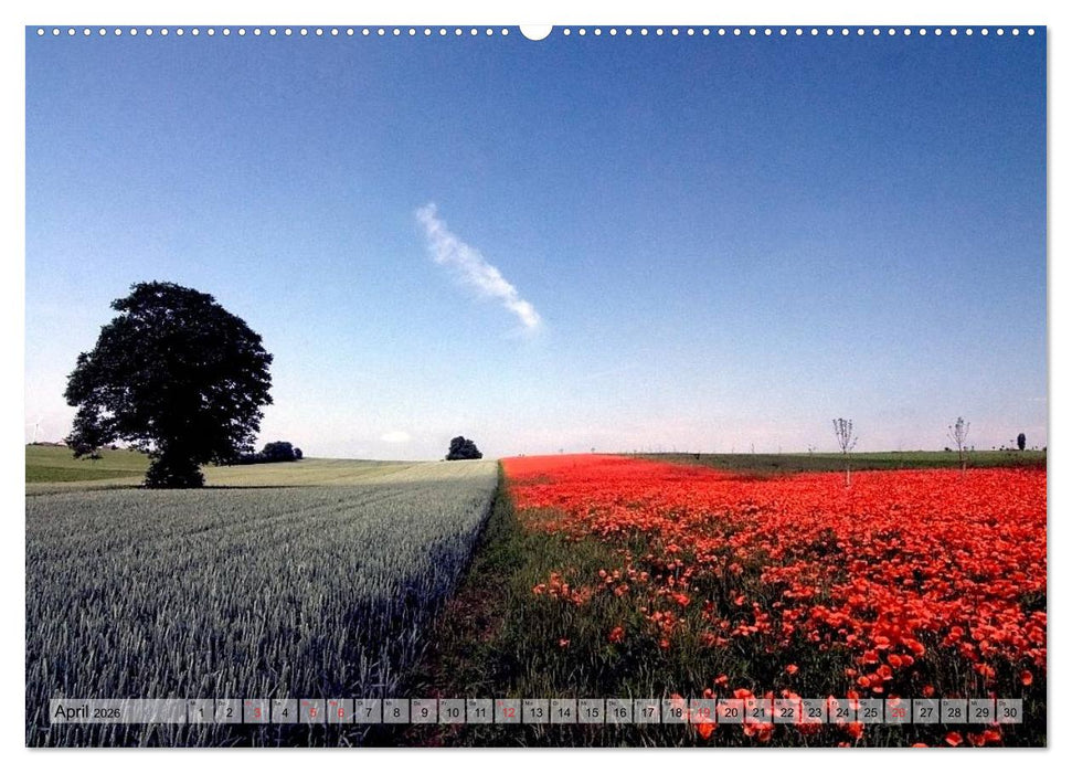 Voll Mohn (CALVENDO Wandkalender 2026)