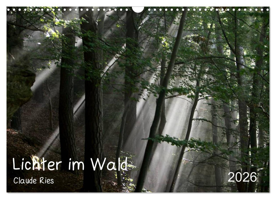 Lichter im Wald (CALVENDO Wandkalender 2026)