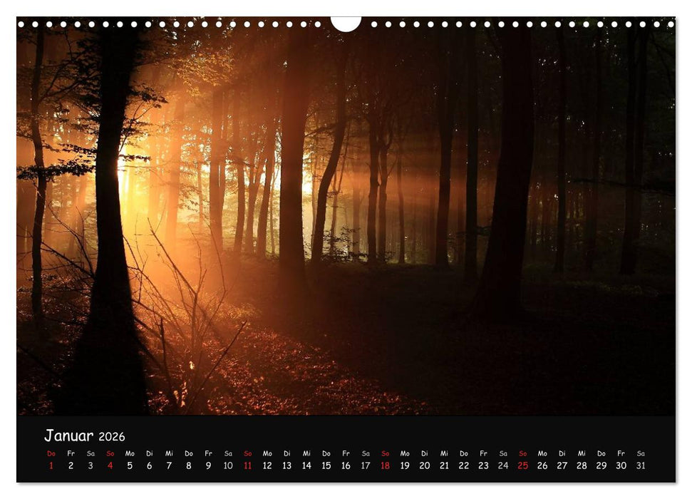 Lichter im Wald (CALVENDO Wandkalender 2026)