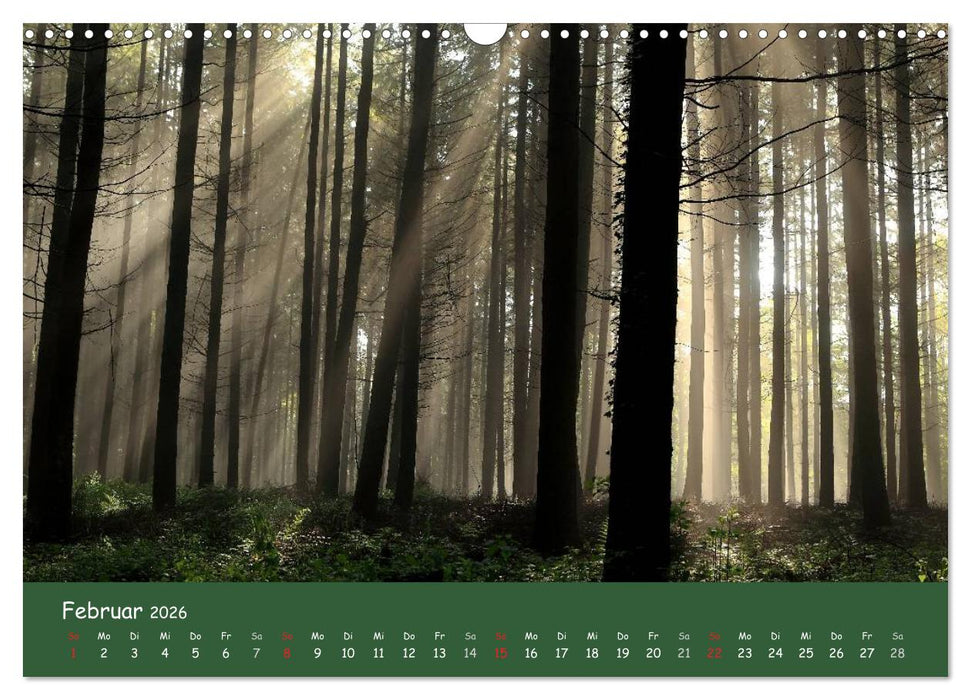 Lichter im Wald (CALVENDO Wandkalender 2026)