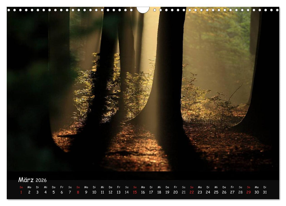 Lichter im Wald (CALVENDO Wandkalender 2026)
