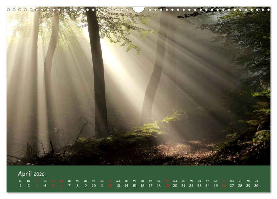 Lichter im Wald (CALVENDO Wandkalender 2026)