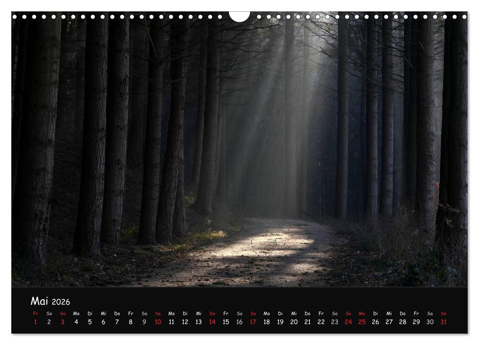 Lichter im Wald (CALVENDO Wandkalender 2026)