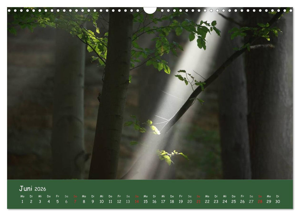 Lichter im Wald (CALVENDO Wandkalender 2026)