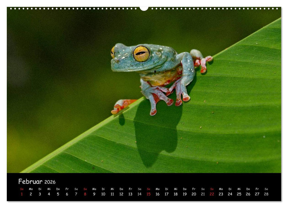 Frösche & Kröten Costa Rica (CALVENDO Wandkalender 2026)