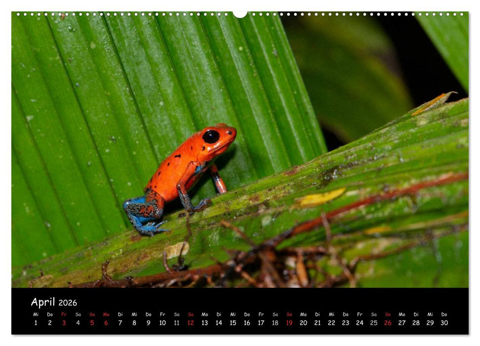Frösche & Kröten Costa Rica (CALVENDO Wandkalender 2026)