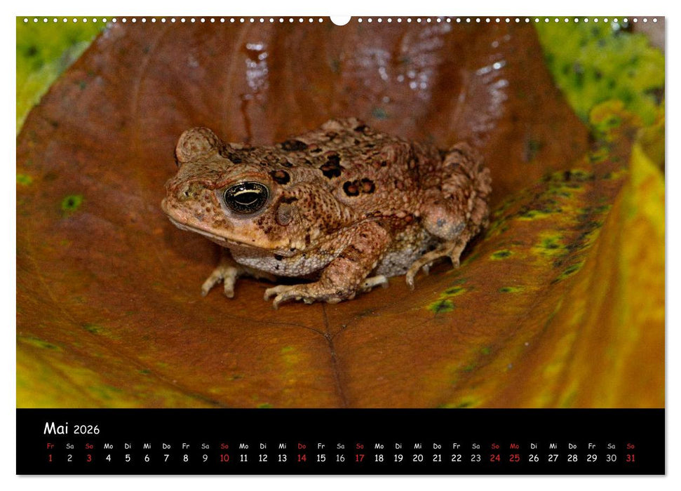 Frösche & Kröten Costa Rica (CALVENDO Wandkalender 2026)