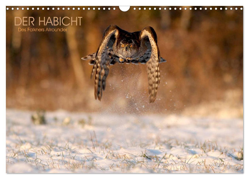 DER HABICHT, Des Falkners Allrounder (CALVENDO Wandkalender 2026)