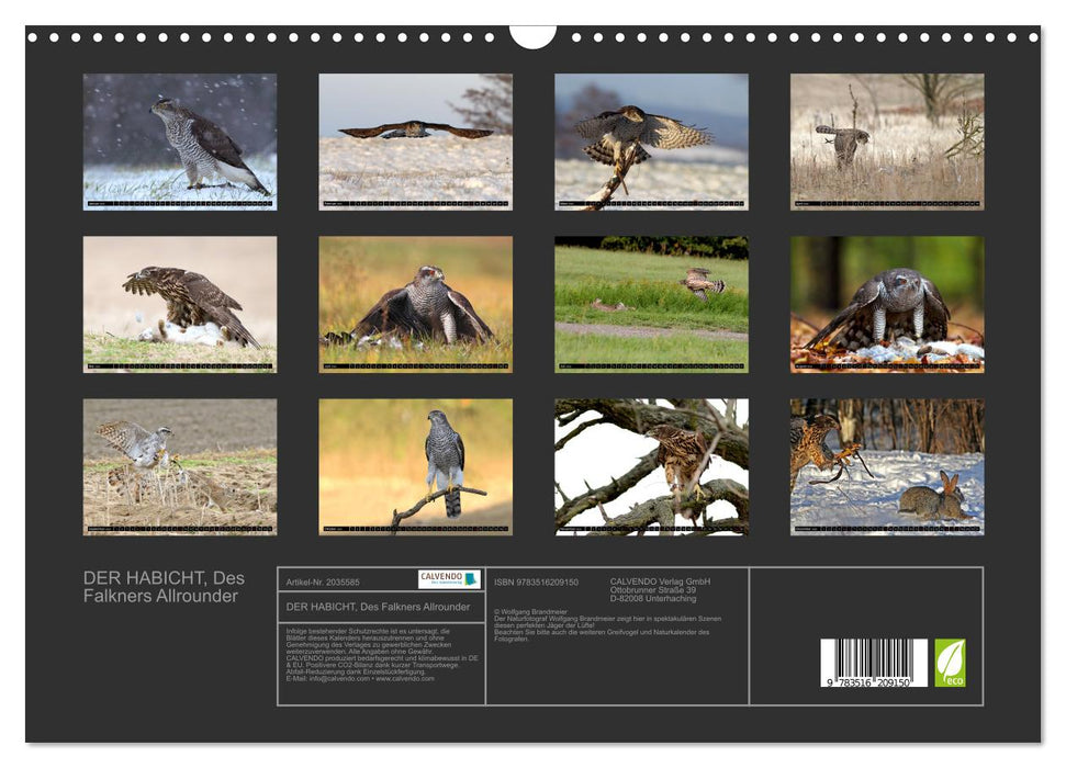 DER HABICHT, Des Falkners Allrounder (CALVENDO Wandkalender 2026)