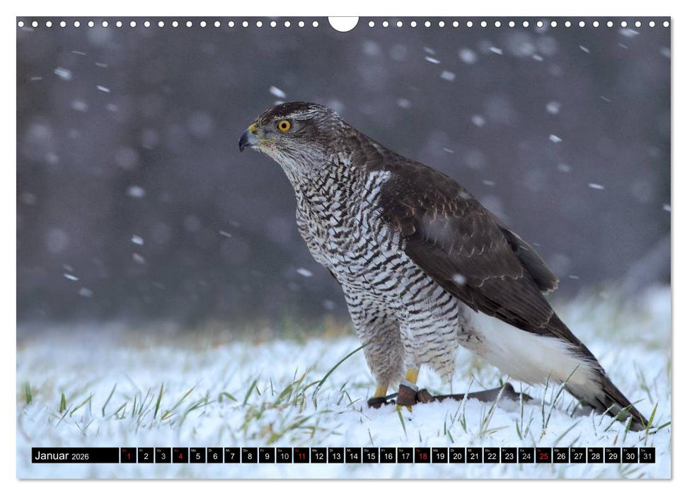 DER HABICHT, Des Falkners Allrounder (CALVENDO Wandkalender 2026)