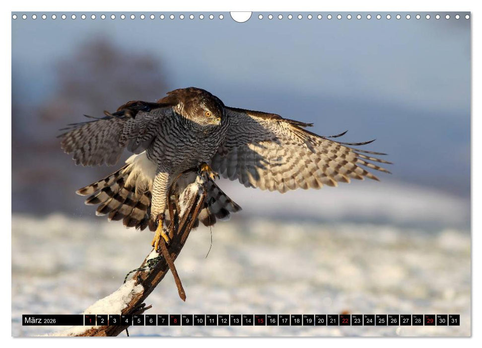 DER HABICHT, Des Falkners Allrounder (CALVENDO Wandkalender 2026)