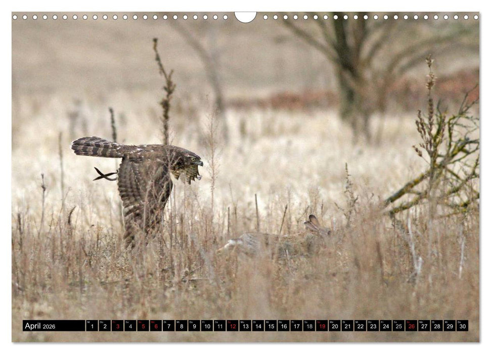 DER HABICHT, Des Falkners Allrounder (CALVENDO Wandkalender 2026)
