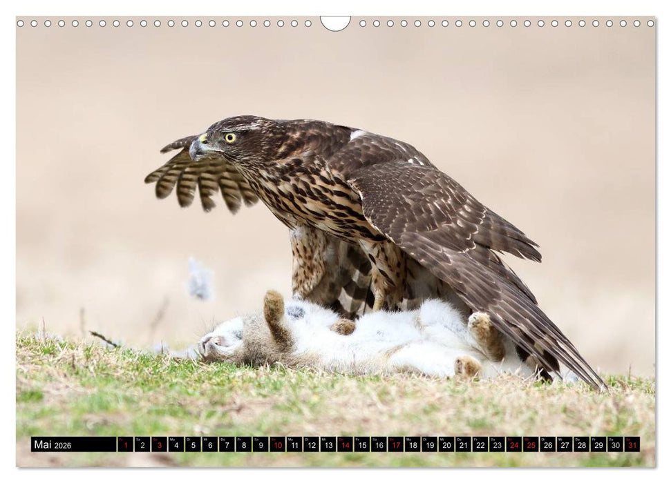 DER HABICHT, Des Falkners Allrounder (CALVENDO Wandkalender 2026)