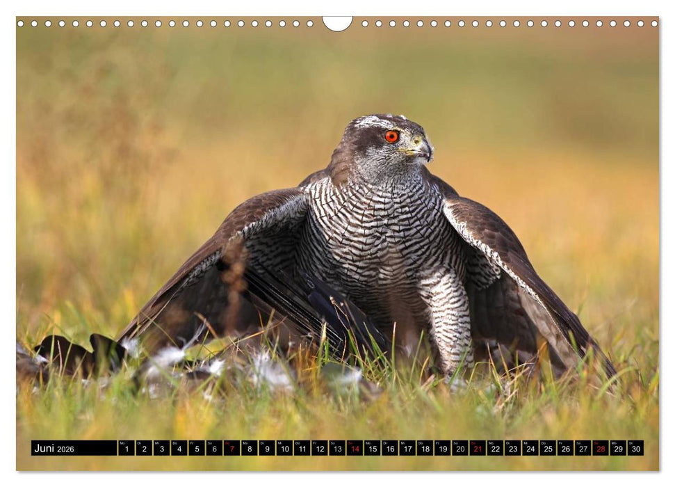 DER HABICHT, Des Falkners Allrounder (CALVENDO Wandkalender 2026)