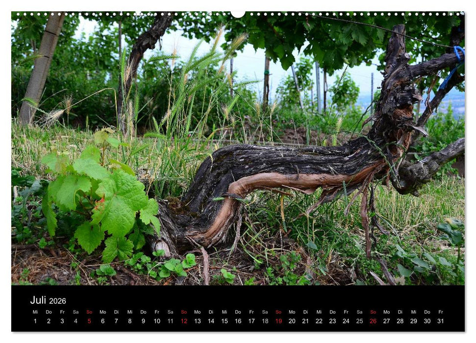 W.EINBLICK (CALVENDO Premium Wandkalender 2026)