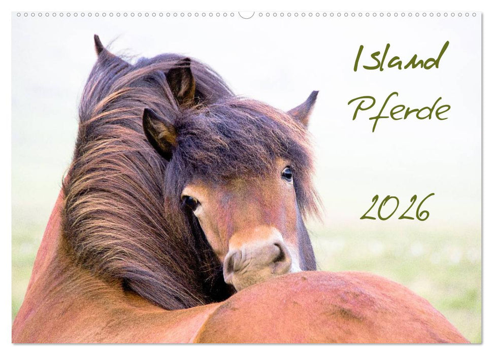 Islandpferde (CALVENDO Wandkalender 2026)
