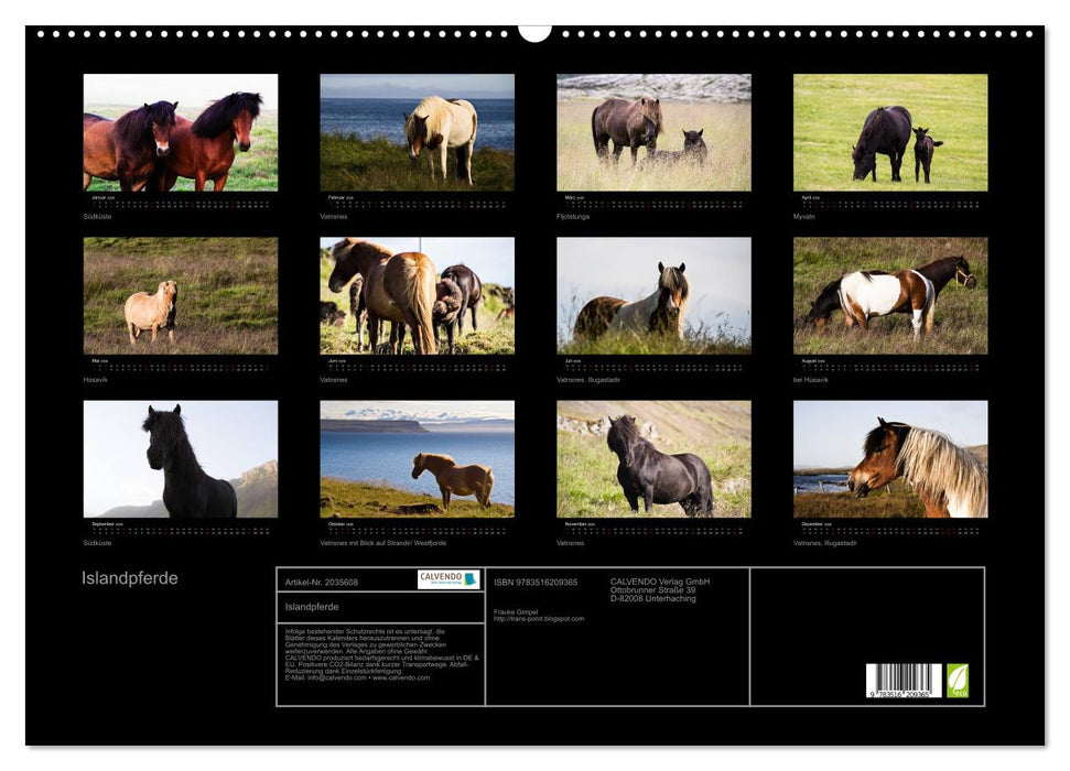 Islandpferde (CALVENDO Wandkalender 2026)