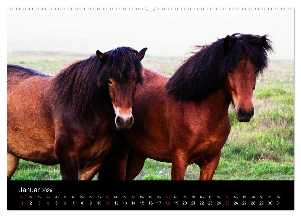 Islandpferde (CALVENDO Wandkalender 2026)