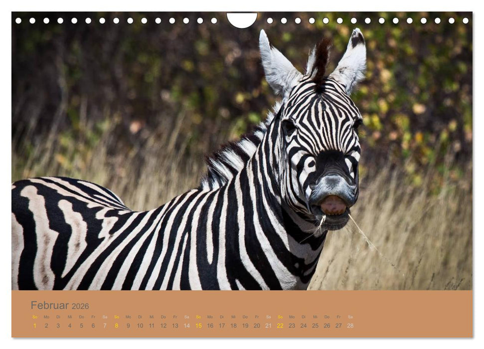 Afrika Impressionen. NAMIBIA - SÜDAFRIKA - BOTSWANA (CALVENDO Wandkalender 2026)