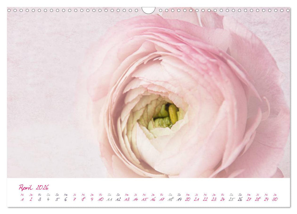 Momente in Rosa (CALVENDO Wandkalender 2026)