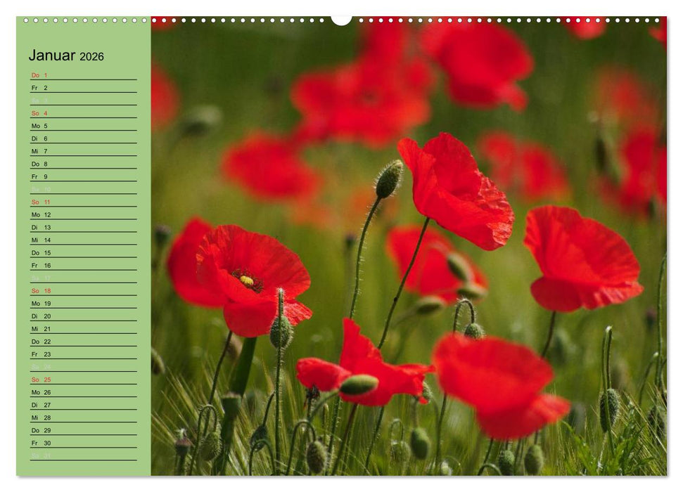 Mohnblumen Träume (CALVENDO Premium Wandkalender 2026)
