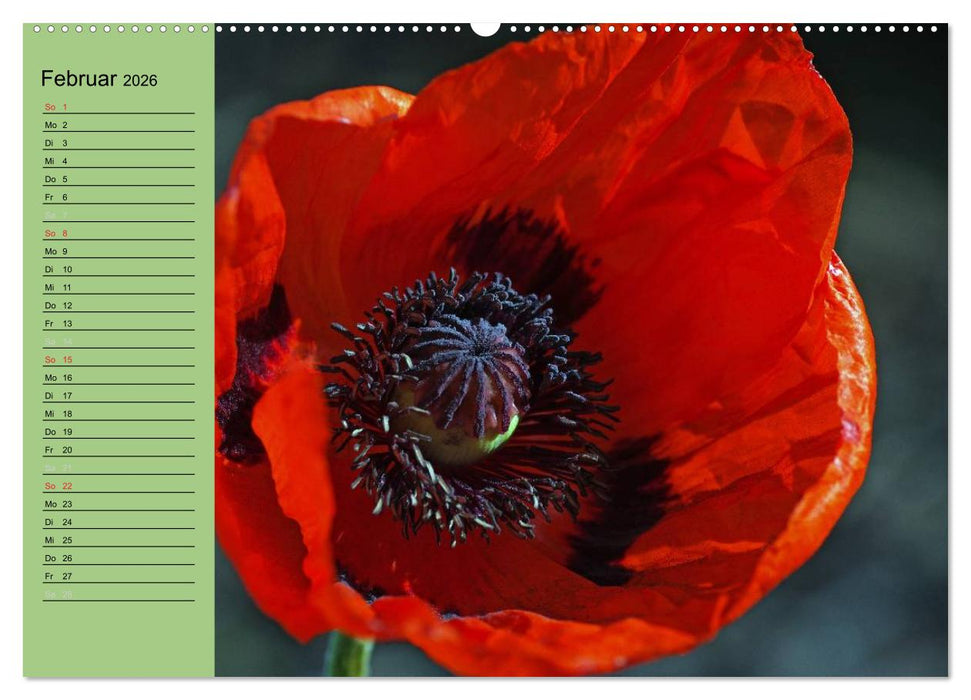 Mohnblumen Träume (CALVENDO Premium Wandkalender 2026)