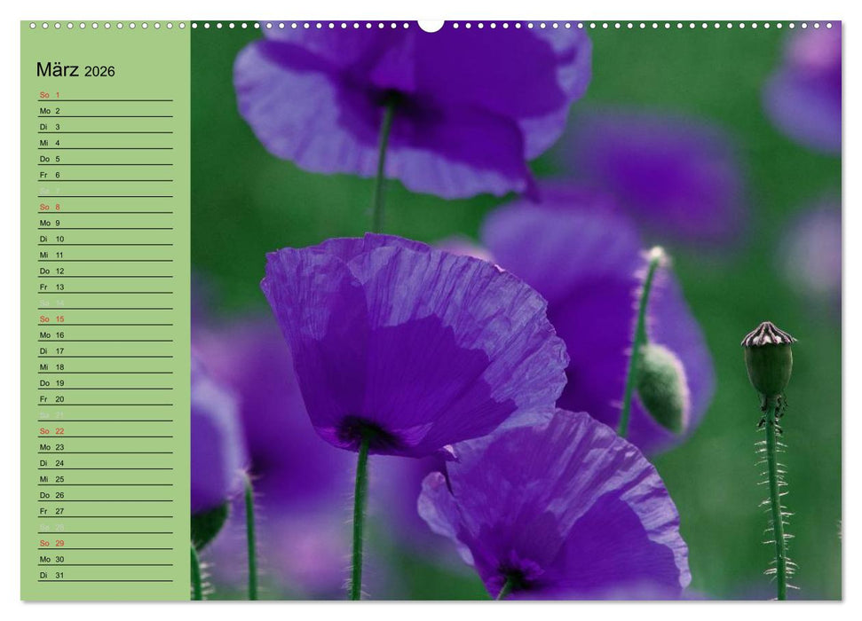 Mohnblumen Träume (CALVENDO Premium Wandkalender 2026)