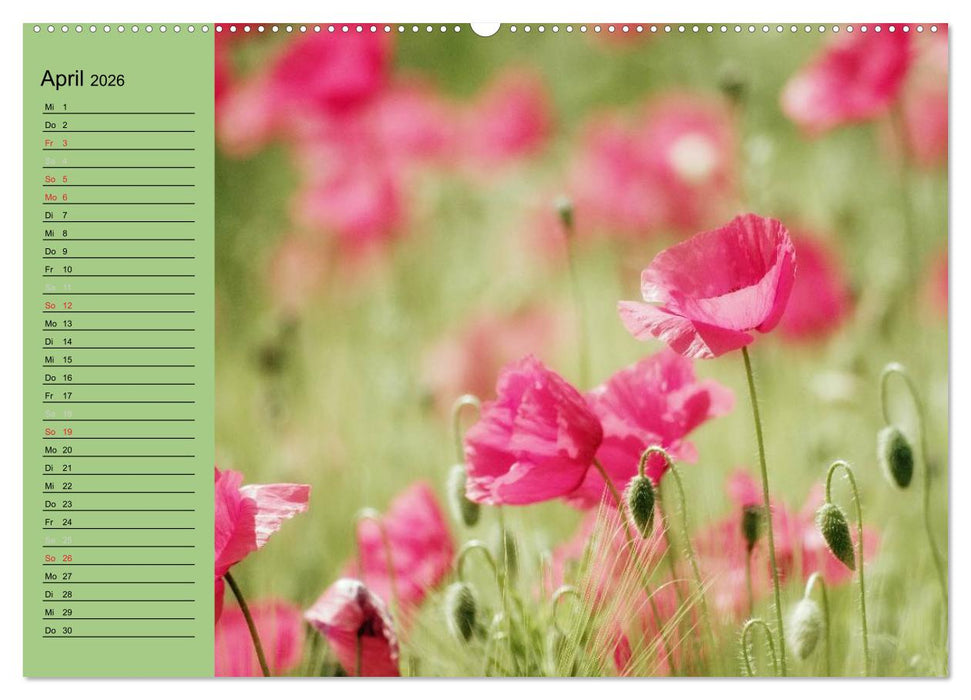 Mohnblumen Träume (CALVENDO Premium Wandkalender 2026)