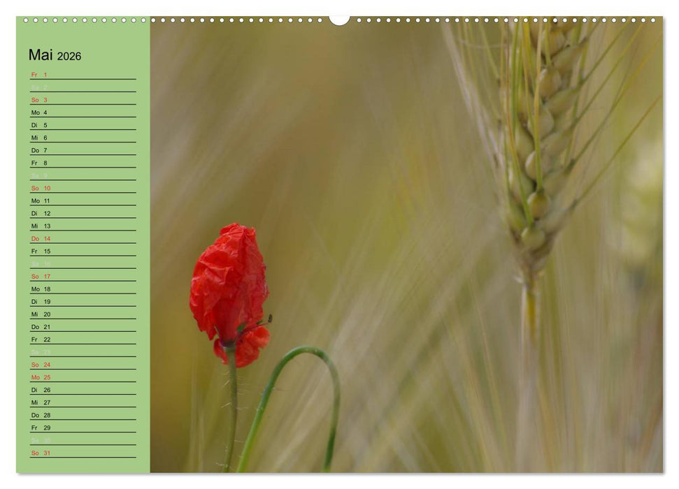Mohnblumen Träume (CALVENDO Premium Wandkalender 2026)
