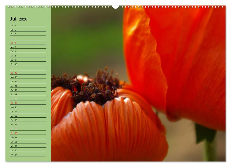 Mohnblumen Träume (CALVENDO Premium Wandkalender 2026)