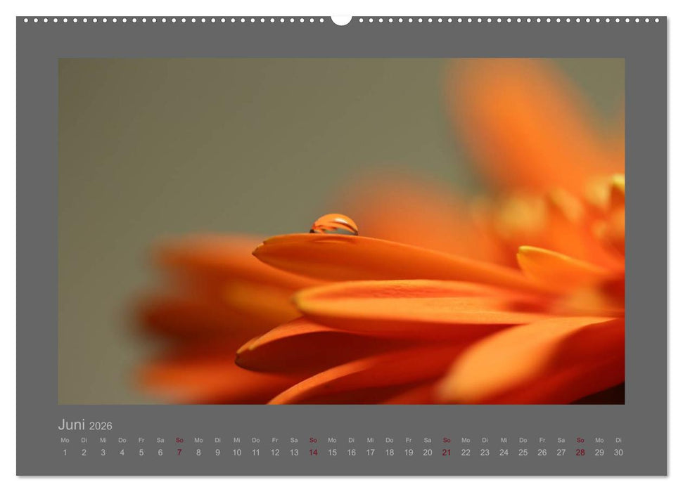 Kleine, große Tropfenwelt (CALVENDO Premium Wandkalender 2026)