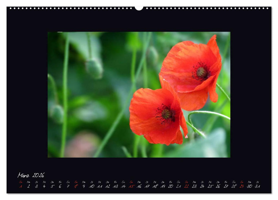 MOHNographie (CALVENDO Premium Wandkalender 2026)